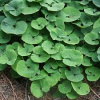 Wild Ginger Plant- Qty-5 Transplant Starter seedlings  OUR LATEST SEASONAL PRODUCT LAUNCH RESULTED I